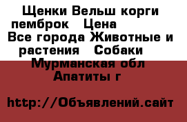 Щенки Вельш корги пемброк › Цена ­ 35 000 - Все города Животные и растения » Собаки   . Мурманская обл.,Апатиты г.